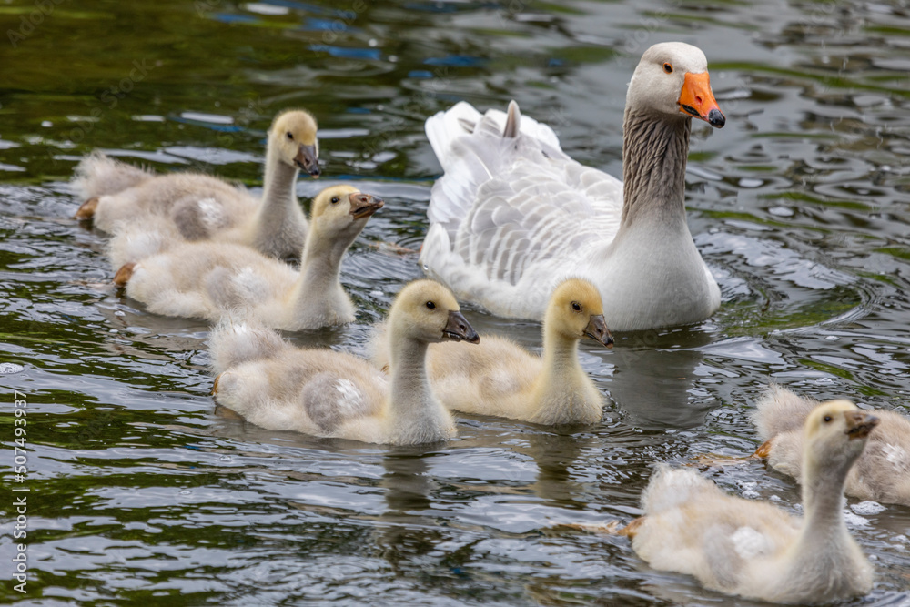 Gänsefamilie mit Nachwuchs Gänsefamilie mit Nachwuchs