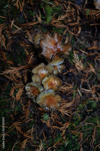 Mushrooms in the Moss.A Mushroom Grows In Moss In Northwest.Mushrooms on a Green Moss in the Forest Family of September