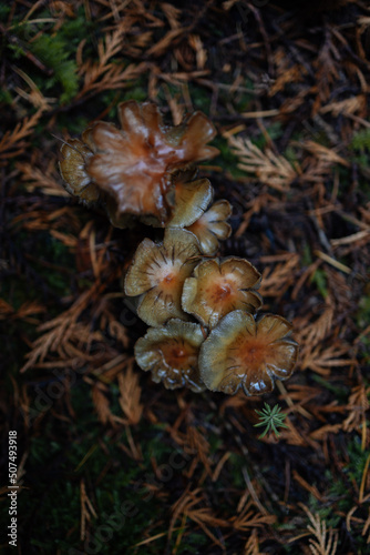 Mushrooms in the Moss.A Mushroom Grows In Moss In Northwest.Mushrooms on a Green Moss in the Forest Family of September