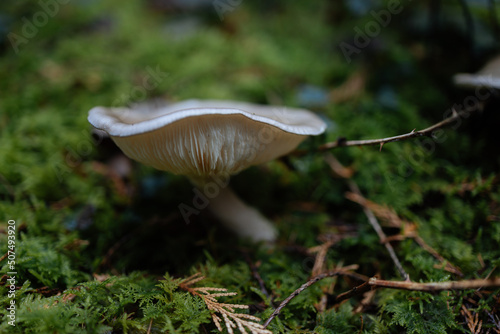 Mushroom in the Moss.