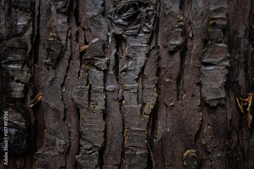 Tree bark texture. Brown bark