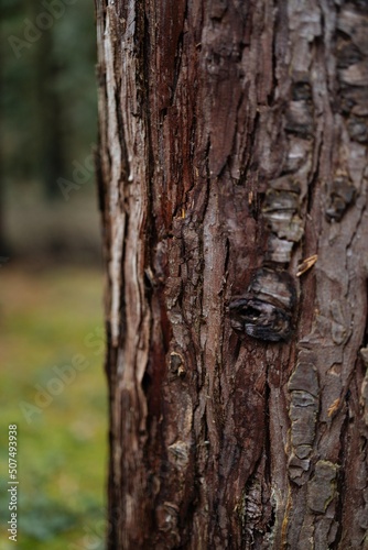 Tree bark texture. Brown bark