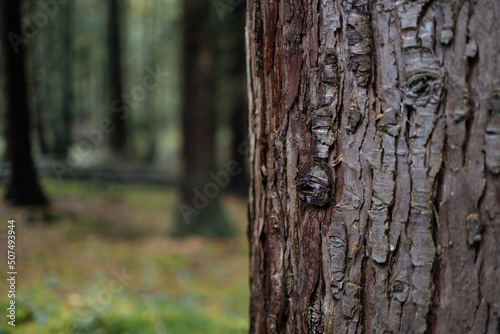 Tree bark texture. Brown bark