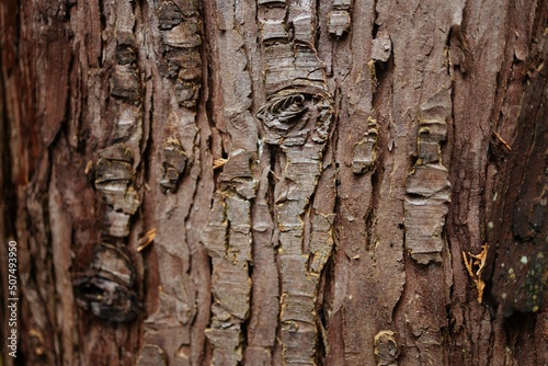 Tree bark texture. Brown bark
