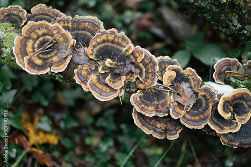 Mushrooms in the Moss.A Mushroom Grows In Moss In Northwest.Mushrooms on a Green Moss in the Forest Family of September