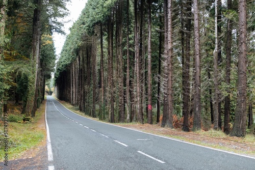 Road in Dark Forest. Forest road.