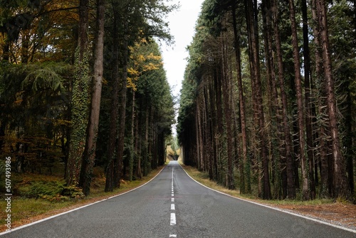 Road in Dark Forest. Forest road.