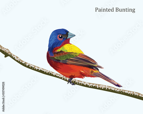 Painted Bunting Bird Illustration photo
