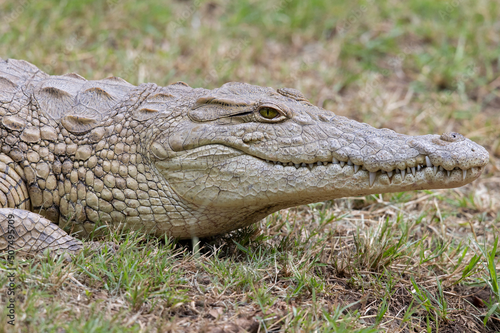 A Nile crocodile (Crocodylus niloticus) resting in a grass field. A Nile crocodile (Crocodylus niloticus) resting in a grass field.