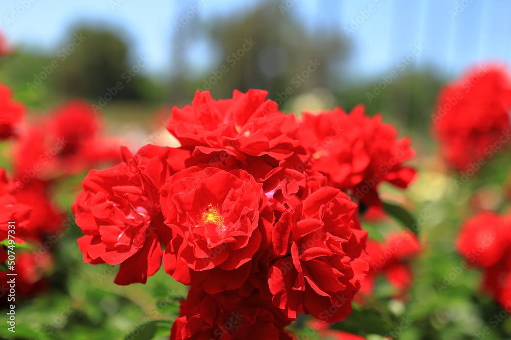 花 花