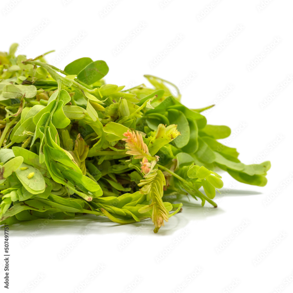 Heap of Tamarind leaves isolated on white background. Spot focus Heap of Tamarind leaves isolated on white background. Spot focus