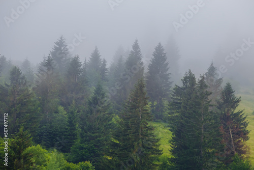 green fir tree forest in dense mist on mount slope, summer misty mountain valley scene