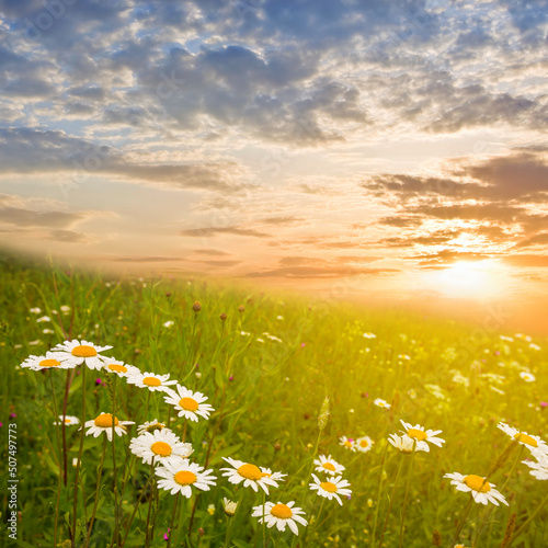green hill with white chamomile flowers at the sunset, summer natural sunset scene