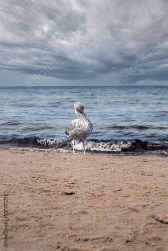 Seagull. Seagull cleaning feathers on the beach