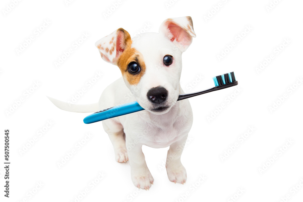 Fototapeta premium A dog with a toothbrush in its mouth