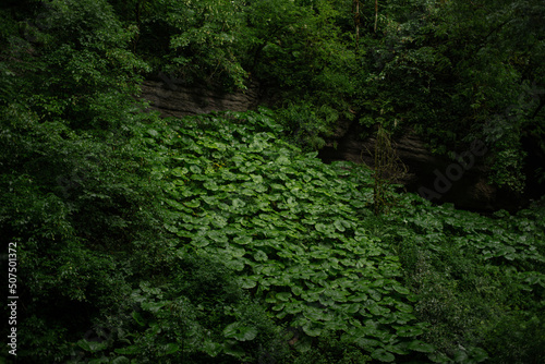 Green plants after rain in the tropical forest. Close-up.