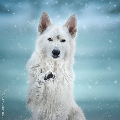 Ritratto di cane pastore svizzero bianco  photo