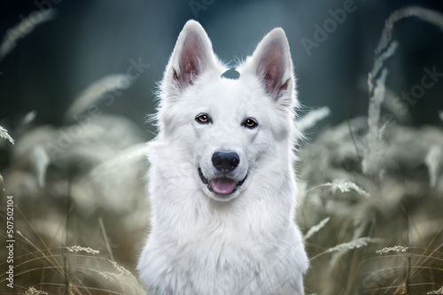 Ritratto di cane pastore svizzero bianco 