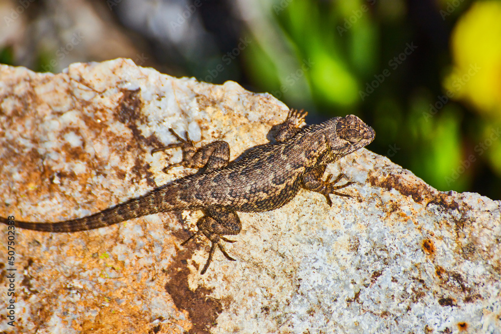 Detail of small lizard resting on large rock with spring flowers in background Detail of small lizard resting on large rock with spring flowers in background