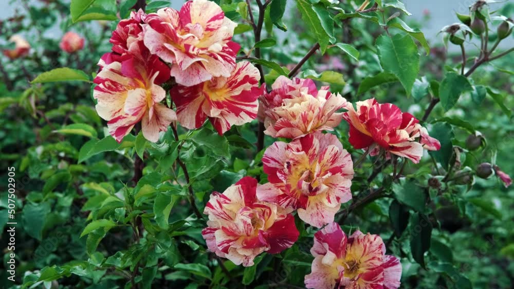 Beautiful variegated red yellow roses in rose garden. Gardening concept. Slow motion Beautiful variegated red yellow roses in rose garden. Gardening concept. Slow motion
