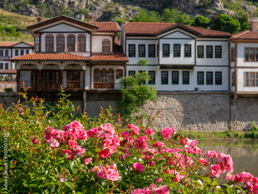 Pink roses blooming on a spring morning. Traditional Ottoman houses by the river in Amasya.