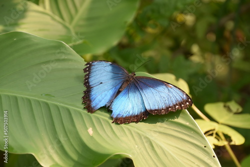 butterfly on a leaf