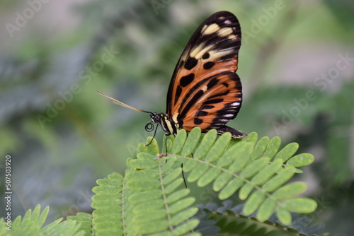 butterfly on a leaf