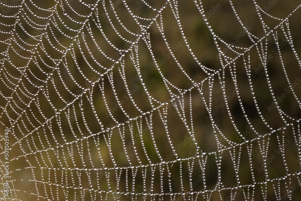 Fototapeta premium Spider web in dew at dawn. Abstract image. Selective soft focus