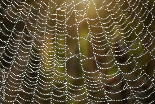 Spider web in dew and sunbeams. Abstract image. Selective soft focus