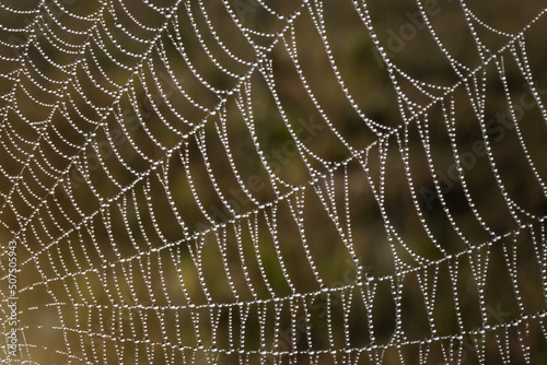 Spider web in dew at dawn. Abstract image. Selective soft focus