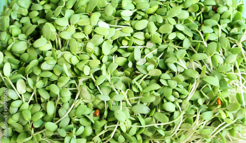 Foto Heap of alfalfa sprouts background