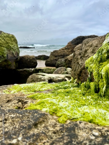 vertical view of the green algae on the rocks of the beach with the sea in the background