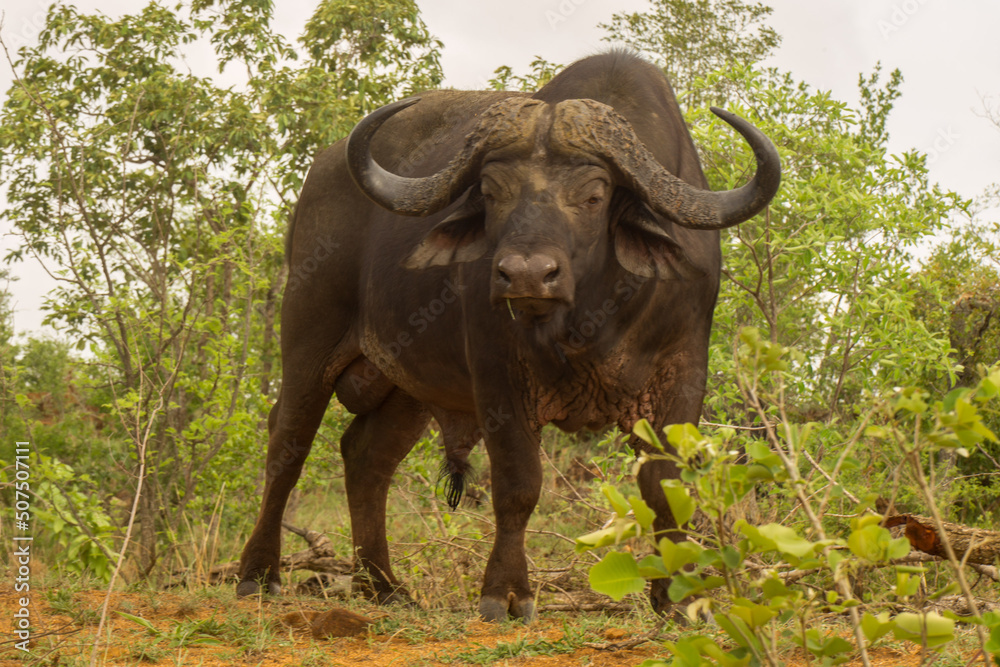 Obraz premium Bufalo