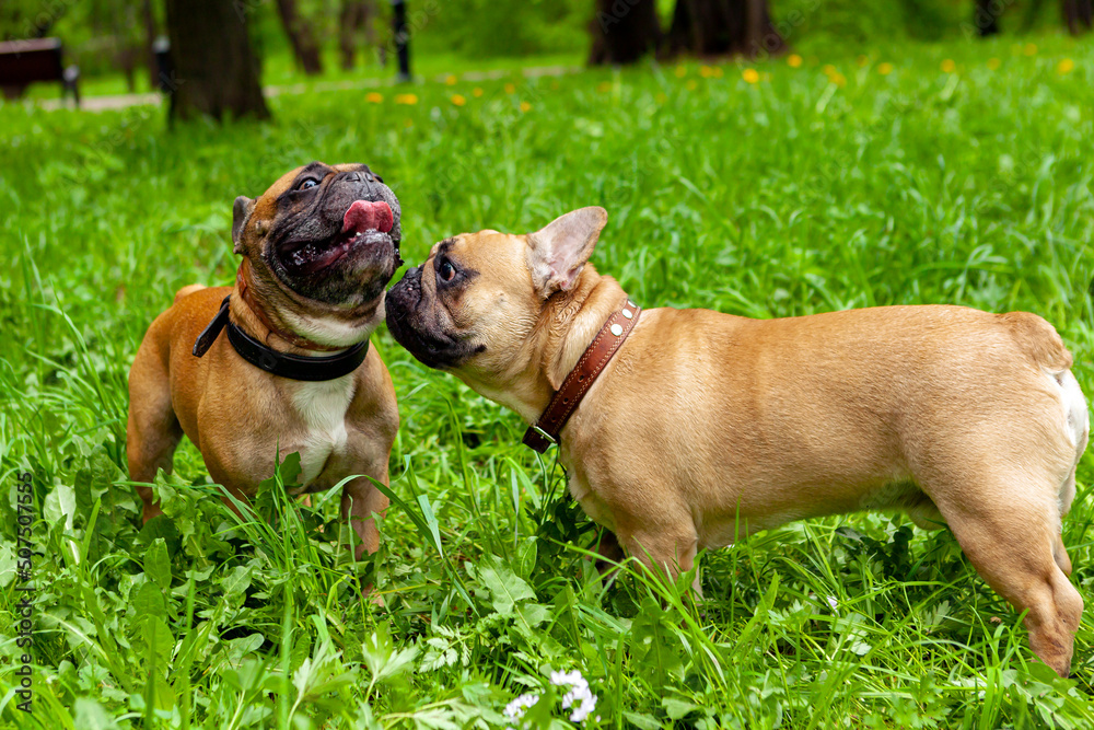 French bulldogs play in the park on the grass.