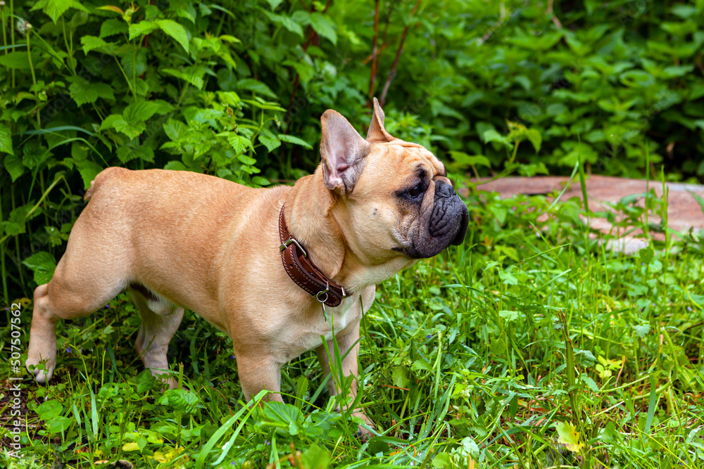 French bulldog plays in the park on the grass...
French bulldog plays in the park on the grass...