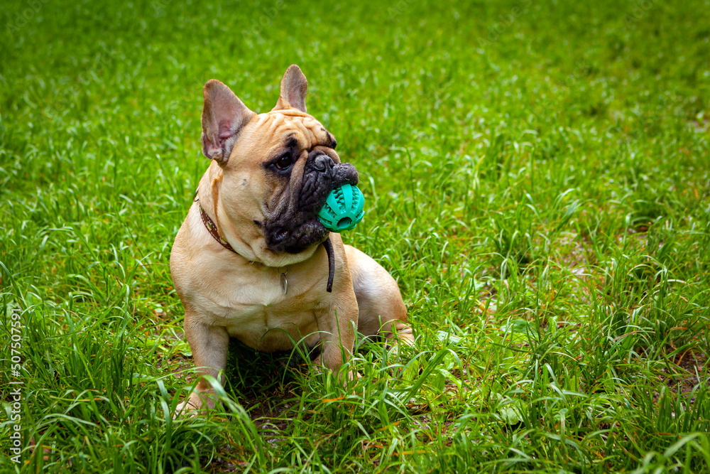French bulldog plays in the park on the grass...
