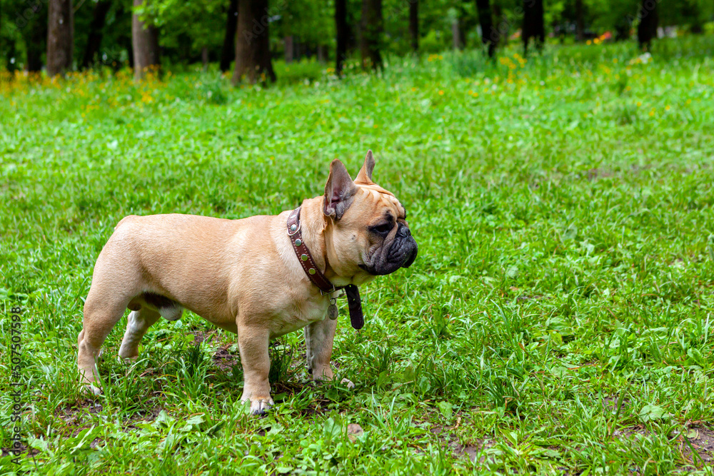 Fototapeta premium French bulldog plays in the park on the grass... 