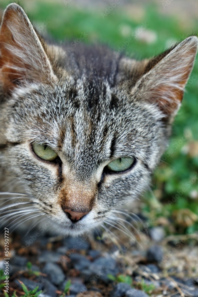 Fototapeta premium bad look of cat