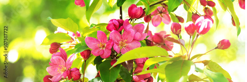 Flowering branches of the decorative apple tree malus ola close-up. A spring tree blooms with pink petals in a garden or park. Banner
