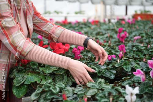 Girls hands check flowers and leaves of colorful pink cyclamen flower in the garden or greenhouse
