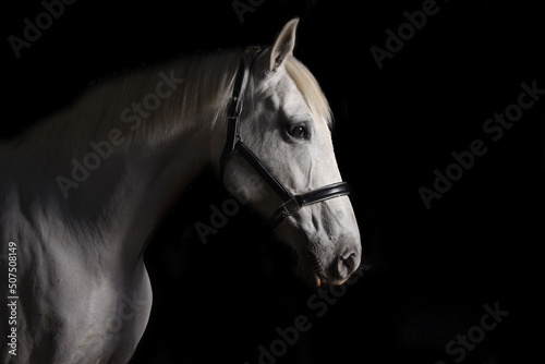 Low Key Studio Portrait of Grey horse on Black Background