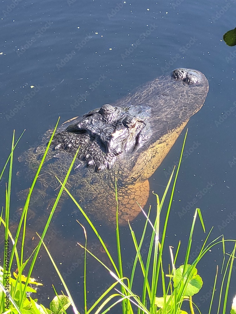 alligator in a pond Stock Photo | Adobe Stock