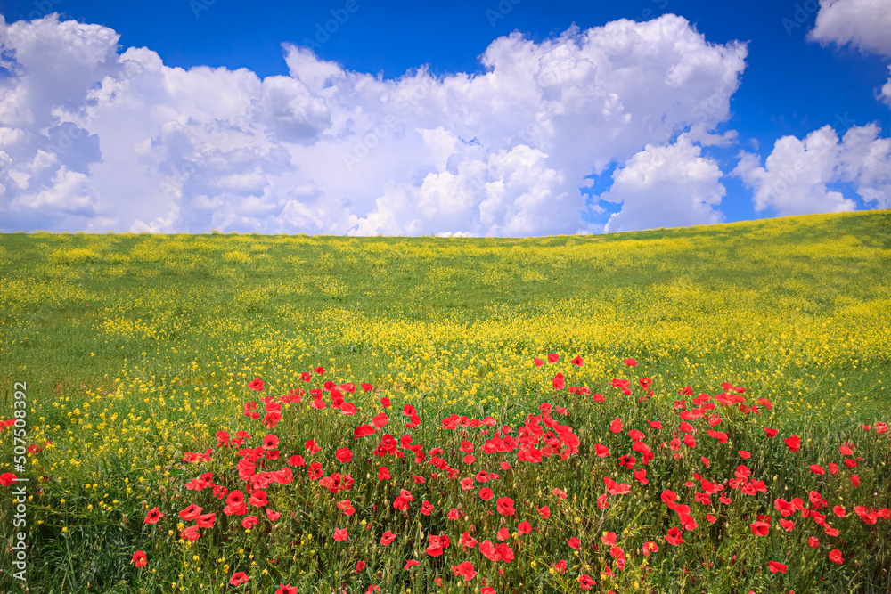 Spring: poppies in a field of yellow flowers dominated by the sky with clouds in Apulia, Italy.