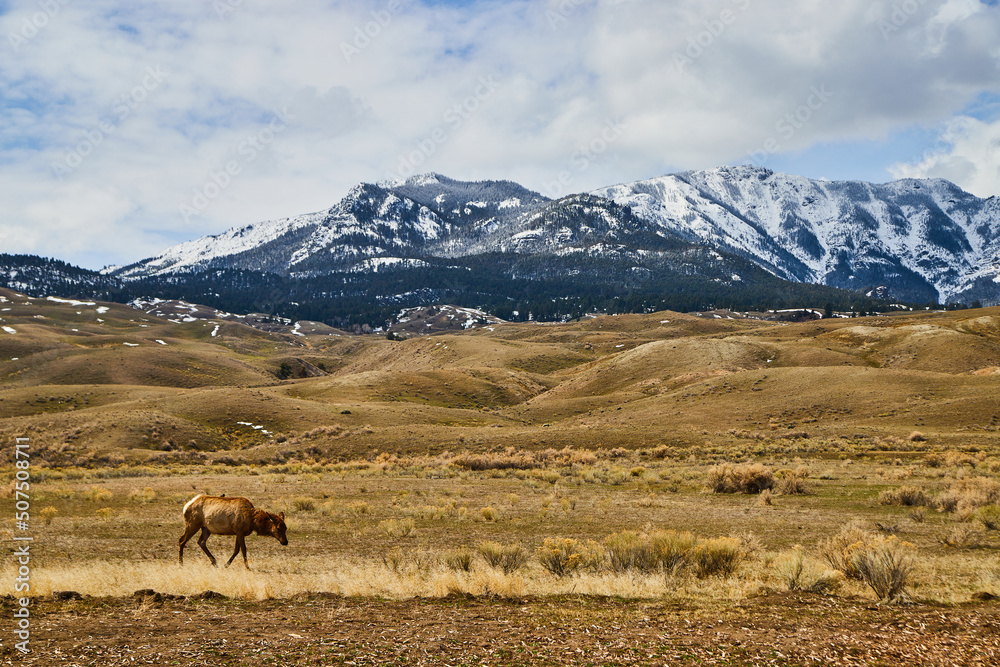 Fototapeta premium American snowy mountains by fields of yellow with deer