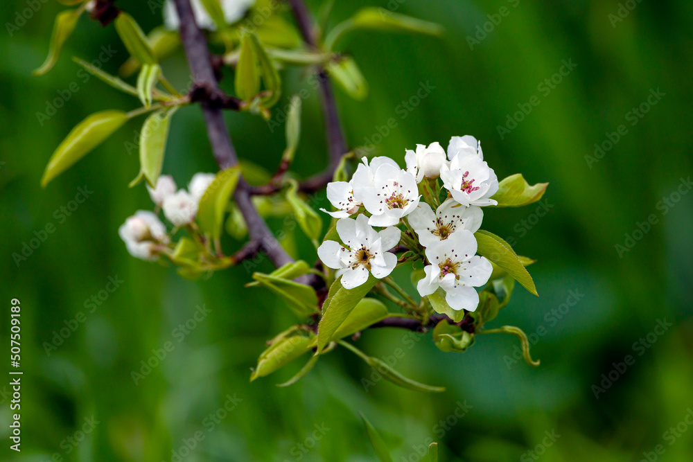A branch of a flowering pear close-up.
A branch of a flowering pear close-up.