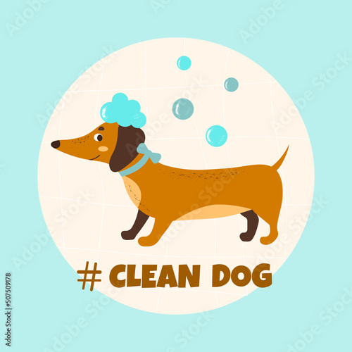 Clean dog. Dachshund with soap foam on his head and soap bubbles. Vector illustration