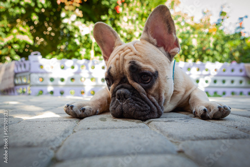 Fototapeta Naklejka Na Ścianę i Meble -  A French bulldog puppy is resting in the country.