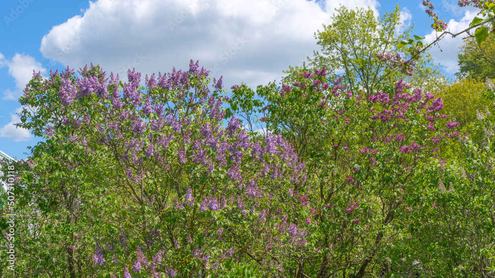 Lilac flowers. Beautiful lilac grove in the garden. Purple lilac bush blooming on blue sky background. Lilac flowers. Beautiful lilac grove in the garden. Purple lilac bush blooming on blue sky background.