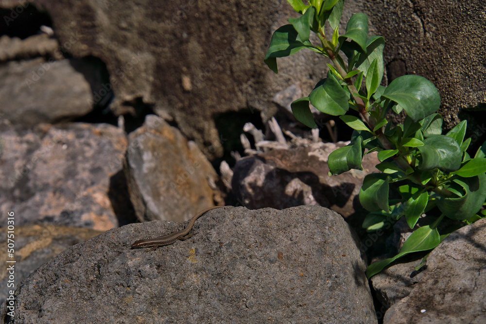 Close up of brown lizard of Madeira island, known as Lagartixa, Red soil at sao lourenco, Portugal Close up of brown lizard of Madeira island, known as Lagartixa, Red soil at sao lourenco, Portugal