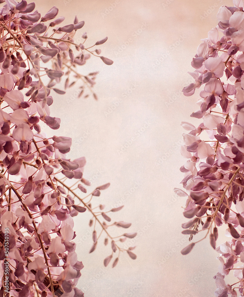 Fototapeta premium Tapeta Kwiaty wisteria sinensis